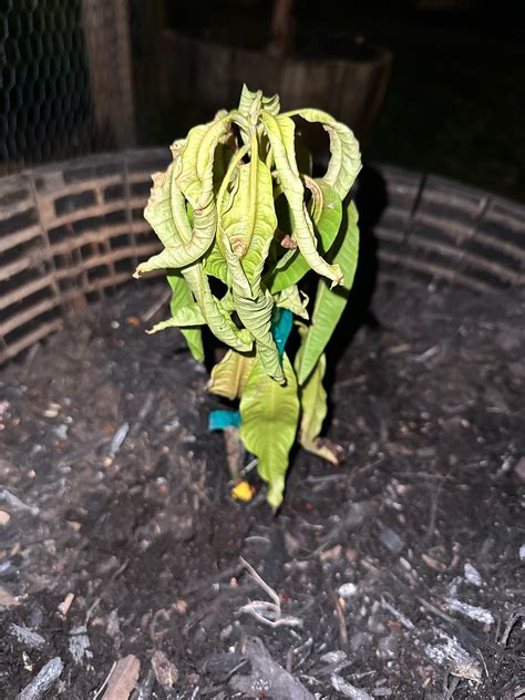 What’s wrong with my young mango tree? : r/gardening