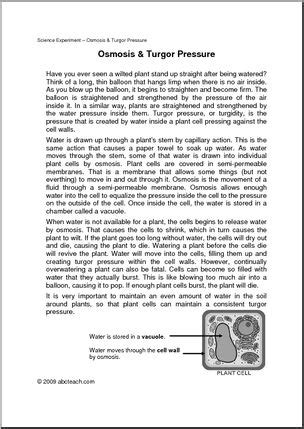 Experiment: Plants – Turgor Pressure (elem/upper elem) – Abcteach