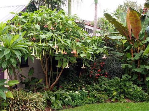 Angels trumpets (brugmansia) are native to the subtropical forests of ...