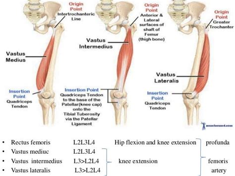 Extensor mechanism of knee