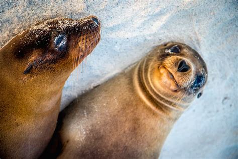 30 Amazing Galapagos Islands Animals