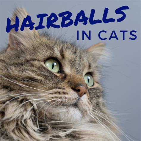 Hairballs in Cats: Prevention and Treatment - PetHelpful