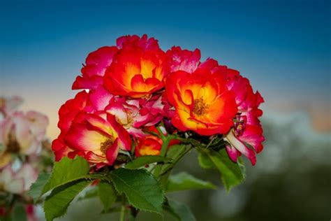 Alpine Rose, Flower Free Stock Photo - Public Domain Pictures