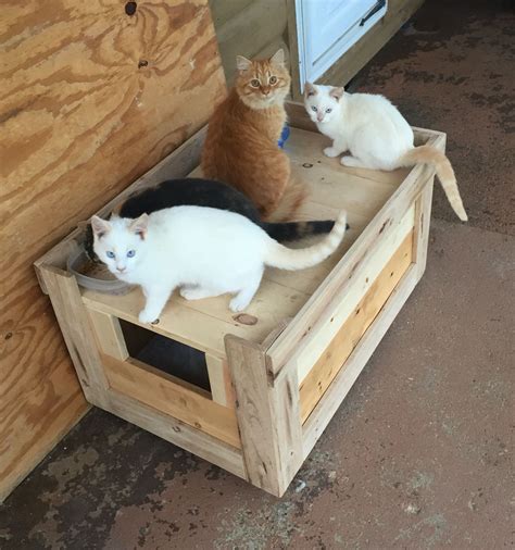 How To Make A Bed For A Stray Cat at Reba Golden blog