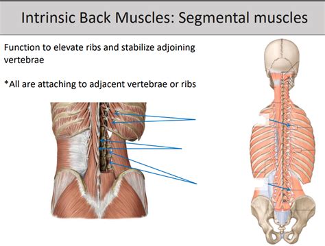 Intrinsic Back Muscles: Segmental Muscles Diagram | Quizlet