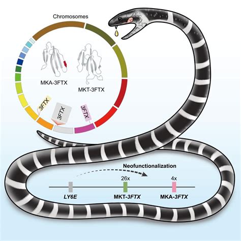 Snake genome research expands understanding of krait venom