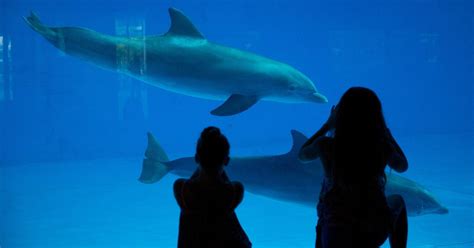 National Aquarium Plans to Create Dolphin Sanctuary - The New York Times