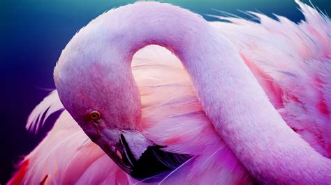 Pink Flamingo Desktop Wallpaper Hd X Wallpapers Com | My XXX Hot Girl