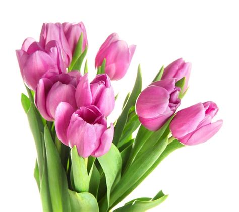 Premium Photo | Beautiful bouquet of purple tulips, isolated on white