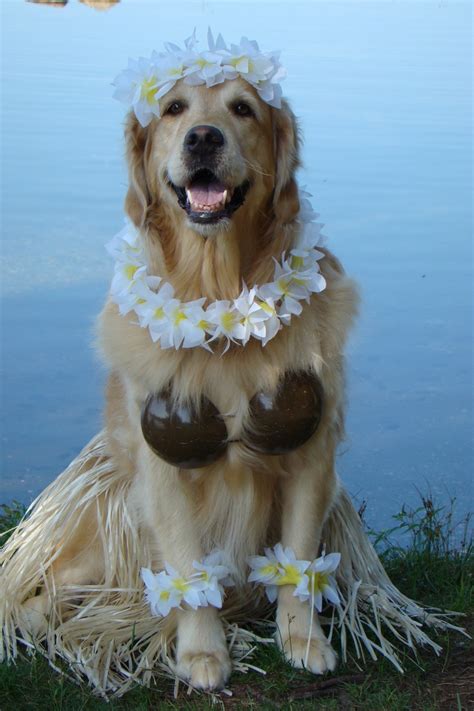 Our Beautiful Brie dancing the Hula | Golden retriever halloween ...