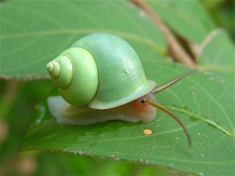 lovely little snail | Snail, Animals, Green