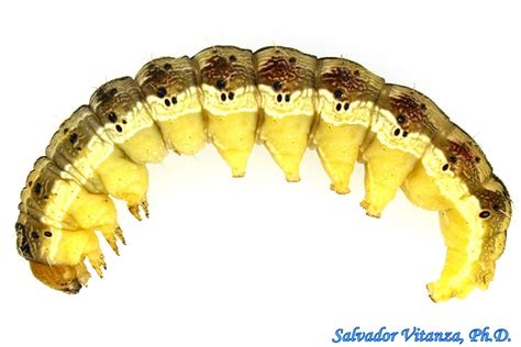 Lepidoptera-Noctuidae-Helicoverpa zea-Corn Earworm LARVA-a - Urban Programs - El Paso County