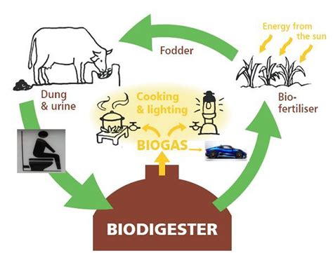 How To Produce Biogas Using Cow Dung - All About Cow Photos