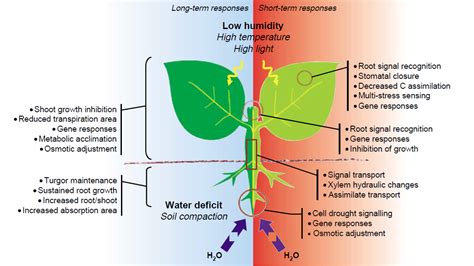 AKS EduResearch: Plant Stress Physiology