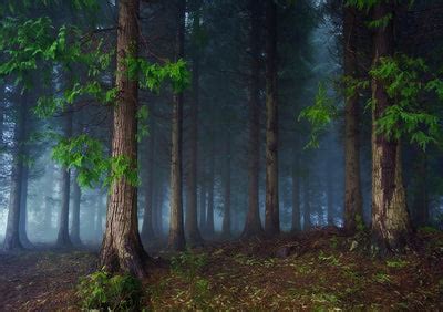 Shop Trees backdrops for summer forest photography - whosedrop