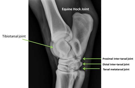 Michael Porter, Equine Veterinarian: Equine Hock Arthritis