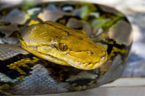 Reticulated Python - Snake Facts and Information