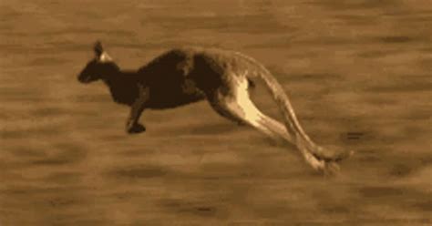 Kangaroo Hopping GIFs | Tenor