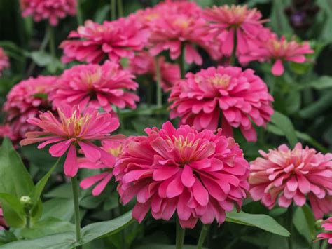 All About Benary's Giant Zinnias - Minneopa Orchards