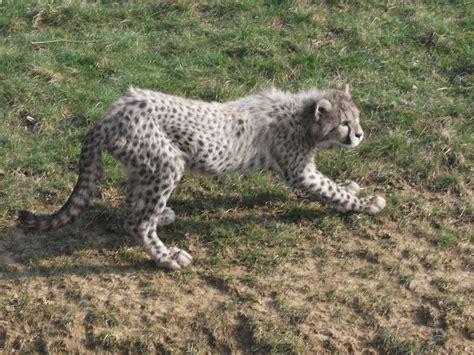 cheetah white - Hledat Googlem | Albino animals, Rare albino animals, Albino