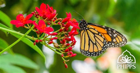 See Butterflies Take Flight in Phipps Conservatory’s Butterfly Forest, Opening Saturday | Phipps ...