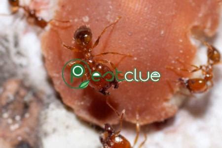 How To Get Rid Of Tiny Red Ants In Your Kitchen | Pestclue