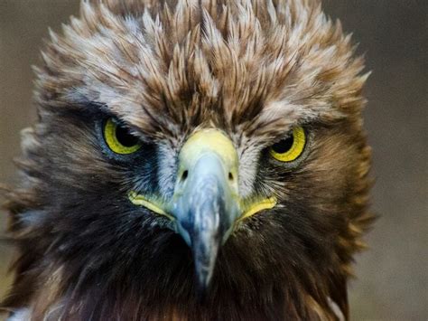 National Bird Of Mexico: The Golden Eagle And Its Symbolism