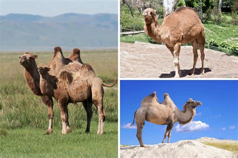 7 Types of Camels (With 3 True Camels) - Wildlife Informer