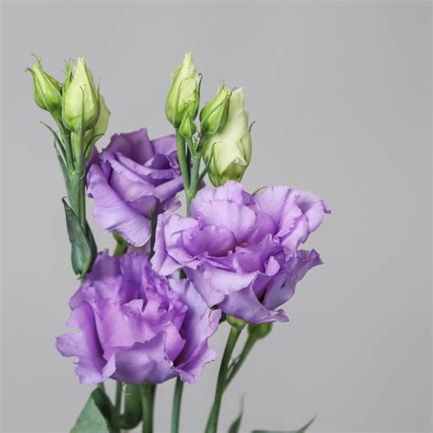 Lisianthus Purple - Mayflower Studio