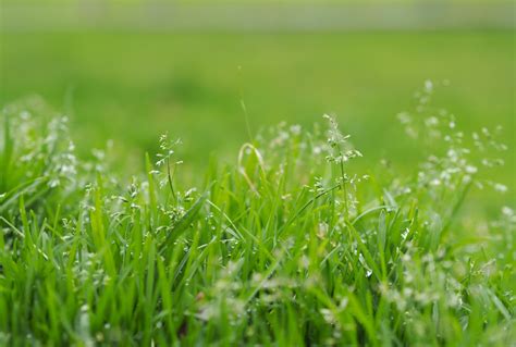 Best St Augustine Grass Seed: Which Variety is Best For Your Lawn?