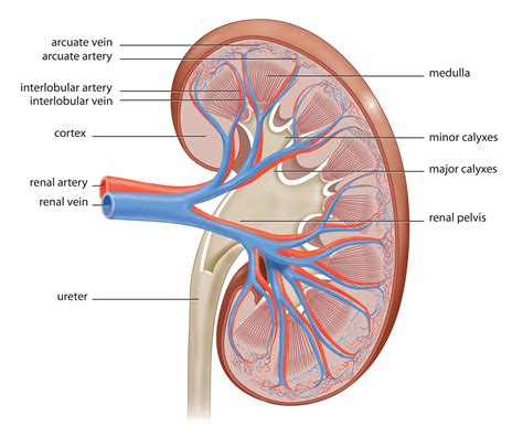 How do kidney cells excrete their own wastes? - Biology Stack Exchange