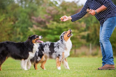 Free And Easy Outdoor Dog Training Activities