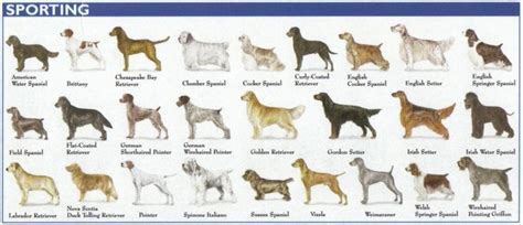 The 7 Dog Breed Groups Explained – American Kennel Club | Akc dog breeds, Akc breeds, Dog breeds