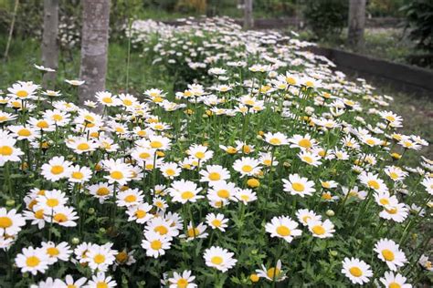 How to Plant Feverfew? (Complete Growing & Care Tips)