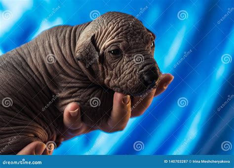 Newborn Dog Mexican Xoloitzcuintle Puppies, One Week Old, in the Hand ...