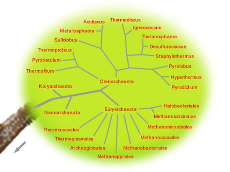 Domain Archaea