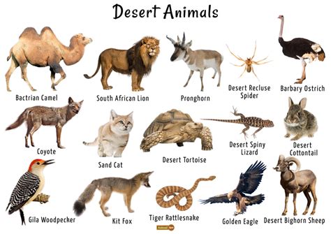 Desert animals, Animals, List of animals