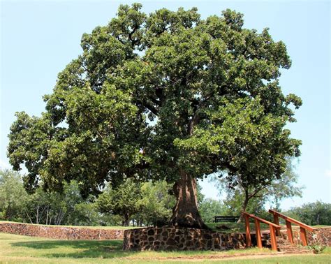 Post Oak, a Top 100 Common Tree in North America