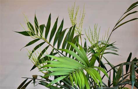 Bamboo Palms Care - How To Grow And Care For A Bamboo Palm