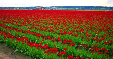 The Magical Tulip Fields of Mount Vernon, Washington