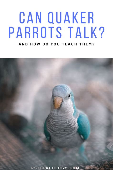 Can Quaker Parrots Talk? - Psittacology