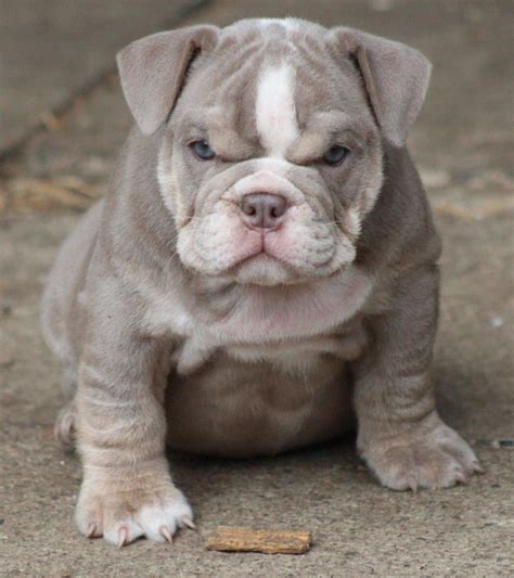 English bulldog puppy for sale | Bulldog puppies, Bulldog puppies for sale, Cute puppies