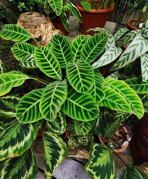 CALATHEA PLANT: POPULAR SPECIES AND CARE TIPS