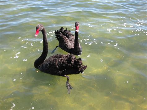 Graceful and Majestic: The Reintroduction of the Black Swan in Lake Rotorua