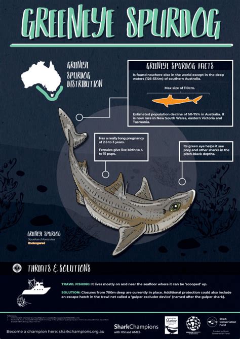 Shark Posters - Australian Marine Conservation Society