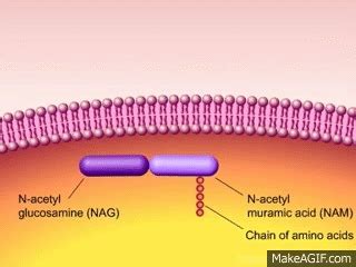 Penicillin Mechanism Of Action Animation