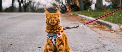 4 Tips: How To Train A Cat To Walk On A Leash