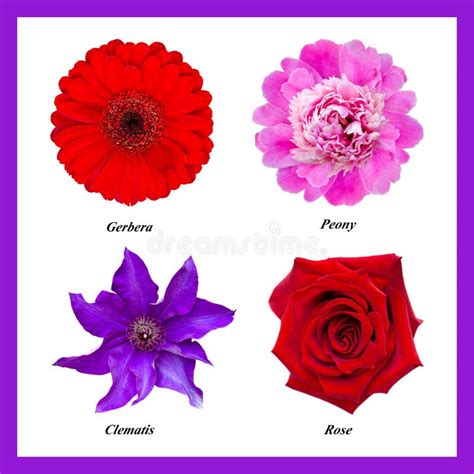 List Of Purple Flower Names