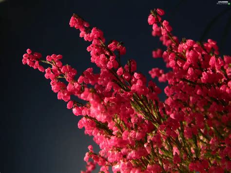 flower, heather - Flowers wallpapers: 2560x1920