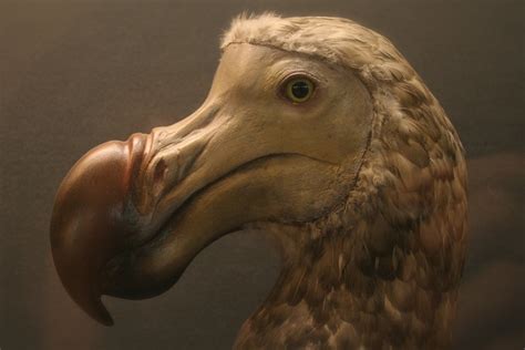 DODO (Raphus cucullatus) | EXTINCT The Dodo and the two spec… | Flickr